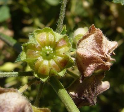 Image of <i>Malva pseudolavatera</i>