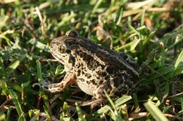 Image of Common Spadefoot