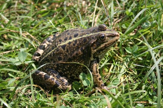 Image of Eurasian Marsh Frog