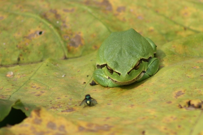 Common Green Frog - Encyclopedia of Life