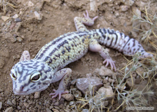 Image of Iraqui Eyelid Gecko