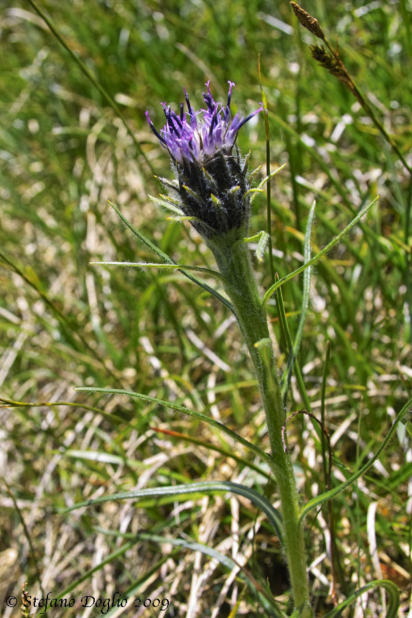 Saussurea pygmaea (Jacq.) Spreng.的圖片