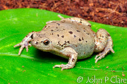 Image of Great Plains Narrowmouth Toad