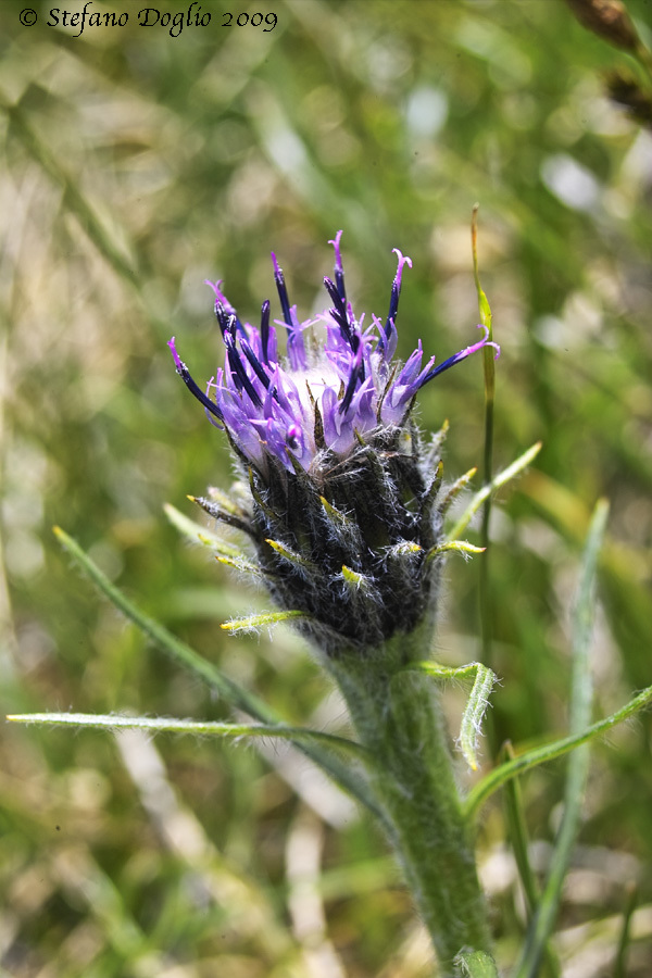 Image of Zwerg-Alpenscharte