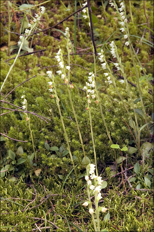 Image of Dwarf rattlesnake plantain (America)