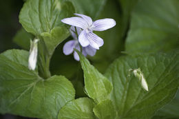 Image of Viola acuminata Ledebour