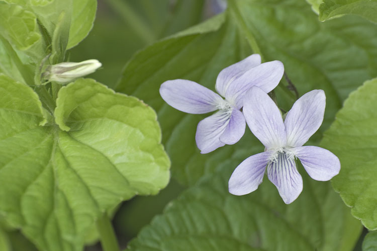 Image of Viola acuminata Ledebour