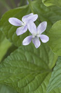 Imagem de Viola acuminata Ledebour