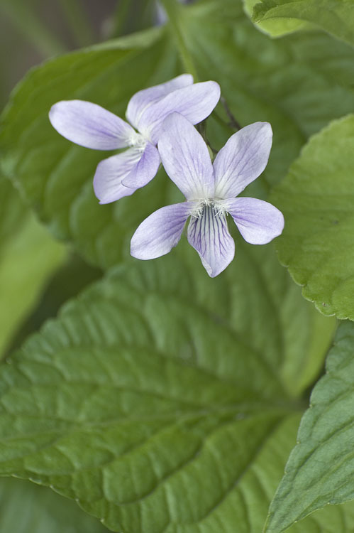 Image of Viola acuminata Ledebour