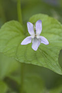 Imagem de Viola acuminata Ledebour