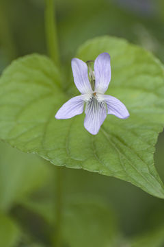 Image of Viola acuminata Ledebour