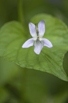 Image of Viola acuminata Ledebour