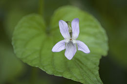 Image of Viola acuminata Ledebour