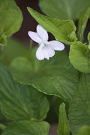 Imagem de Viola acuminata Ledebour