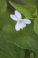 Image of Viola acuminata Ledebour