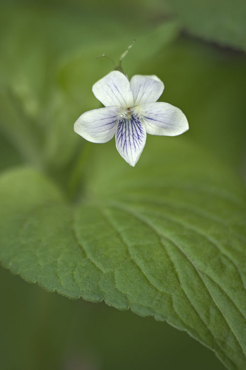 Imagem de Viola acuminata Ledebour