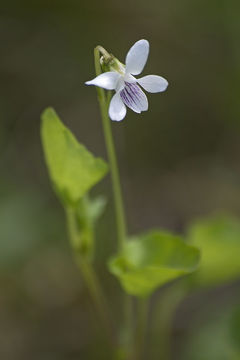 Imagem de Viola acuminata Ledebour