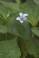 Image of Viola acuminata Ledebour