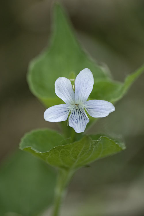 Image of Viola acuminata Ledebour