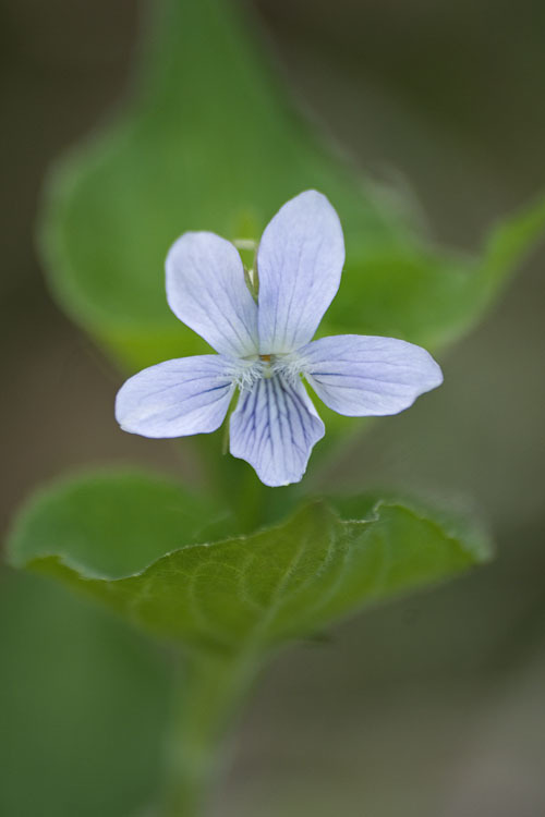 Image of Viola acuminata Ledebour