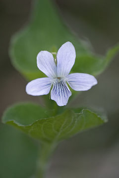 Image of Viola acuminata Ledebour