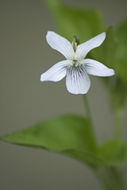 Imagem de Viola acuminata Ledebour