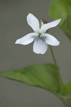 Image of Viola acuminata Ledebour