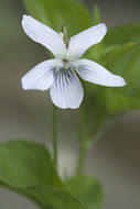 Imagem de Viola acuminata Ledebour