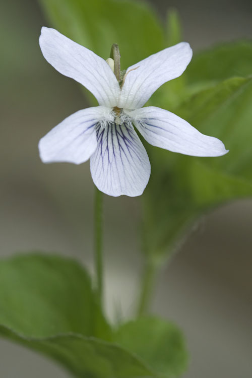 Image of Viola acuminata Ledebour