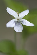 Image of Viola acuminata Ledebour