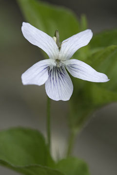 Imagem de Viola acuminata Ledebour