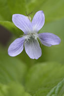 Image of Viola acuminata Ledebour