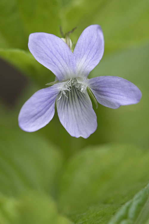 Imagem de Viola acuminata Ledebour