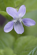 Imagem de Viola acuminata Ledebour