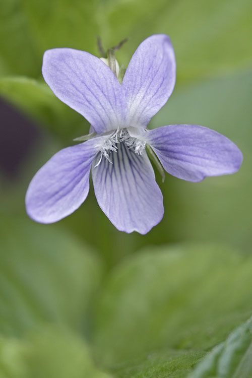 Image of Viola acuminata Ledebour