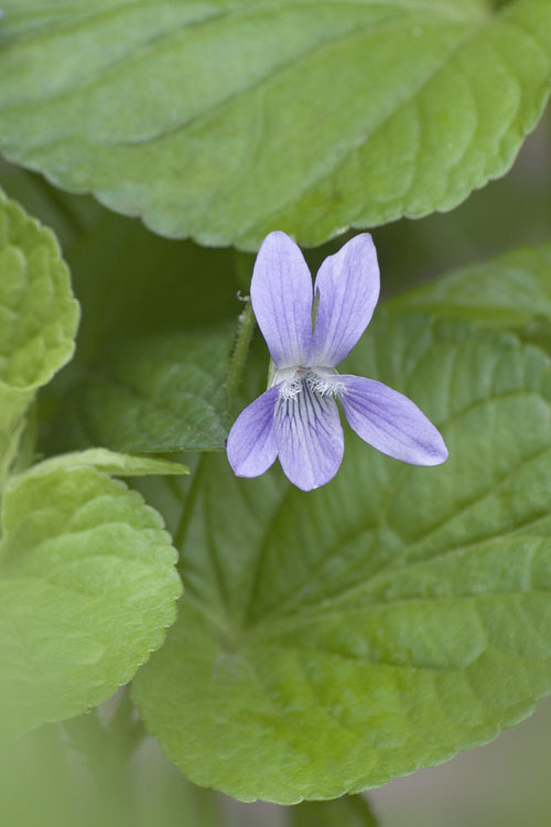 Imagem de Viola acuminata Ledebour