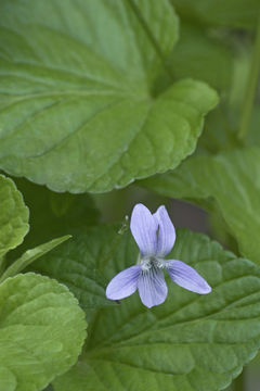 Imagem de Viola acuminata Ledebour