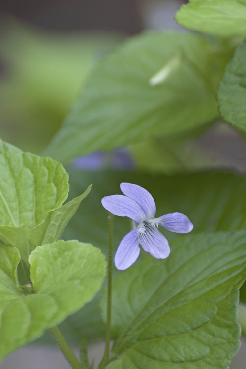 Image of Viola acuminata Ledebour