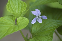 Imagem de Viola acuminata Ledebour