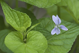 Imagem de Viola acuminata Ledebour