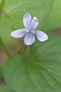 Imagem de Viola acuminata Ledebour