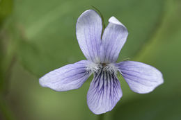 Imagem de Viola acuminata Ledebour