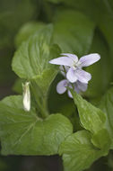 Imagem de Viola acuminata Ledebour