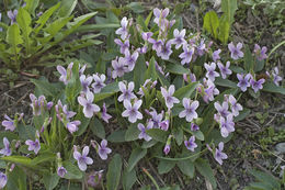 Image of <i>Viola alisoviana</i>