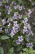 Image of <i>Viola alisoviana</i>