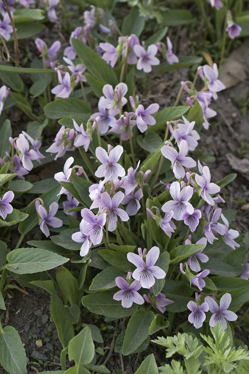 Image of <i>Viola alisoviana</i>