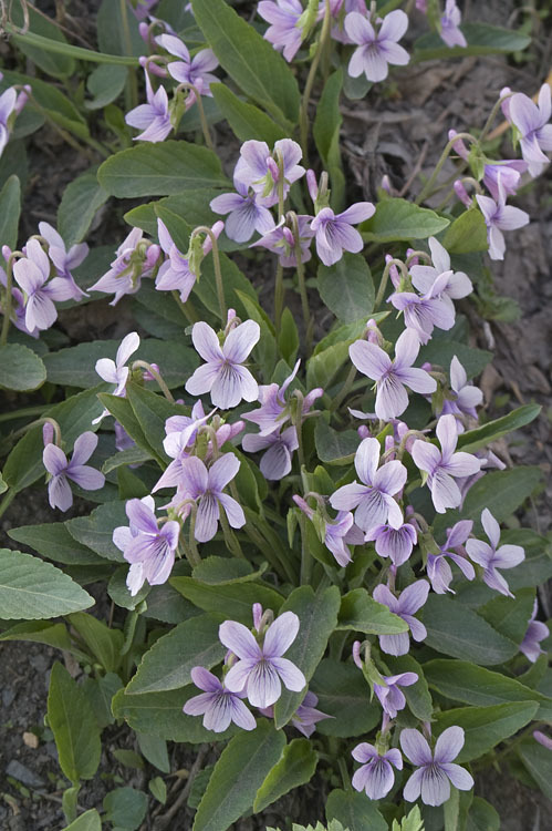 Image of <i>Viola alisoviana</i>