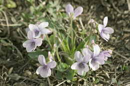 Image of <i>Viola alisoviana</i>