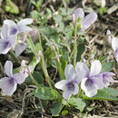 Image of <i>Viola alisoviana</i>