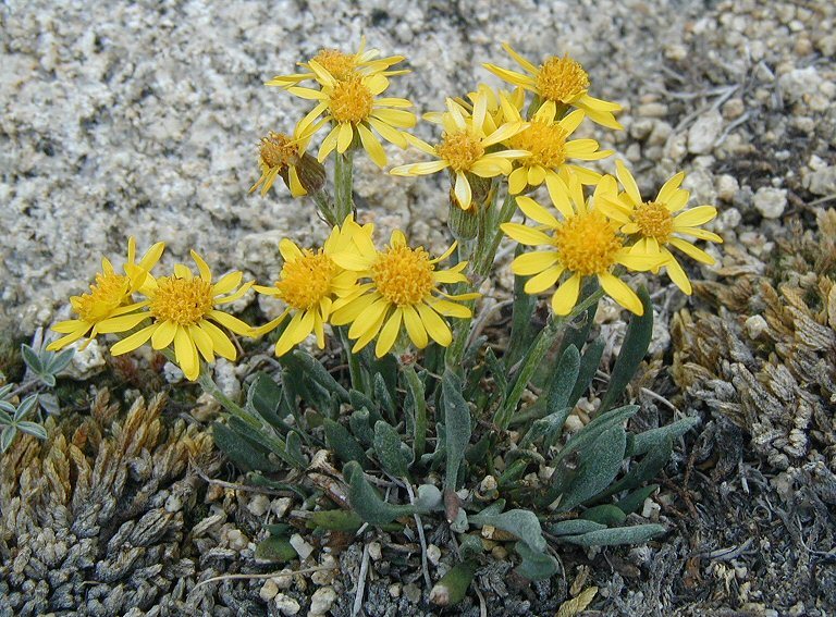 Sivun Packera werneriifolia (A. Gray) W. A. Weber & Á. Löve kuva